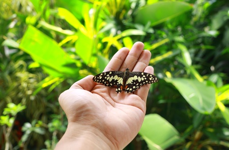 Butterfly on left handの写真素材