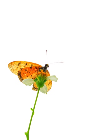 Butterfly isolationの写真素材