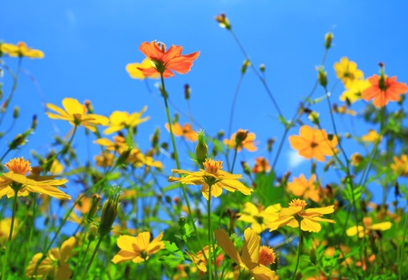  Cosmos flowers fieldの写真素材
