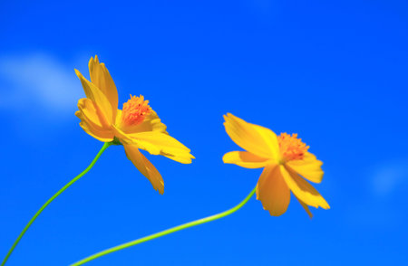 Cosmos flowers