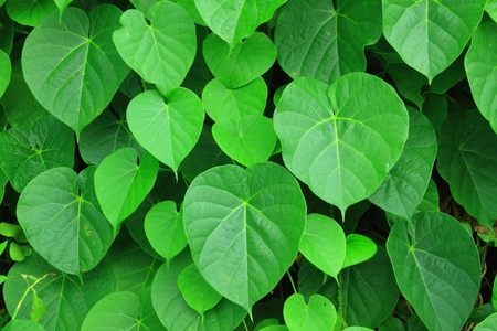 Green  leaf  backgroundの写真素材