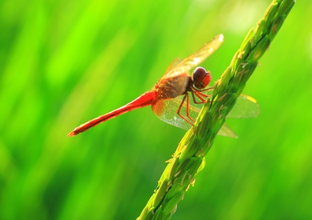 Red dragonflyの写真素材