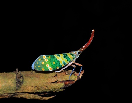 Lanternfly colorful insect ,Asian Thailandの写真素材