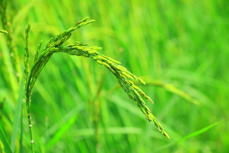 Green rice seedsの写真素材