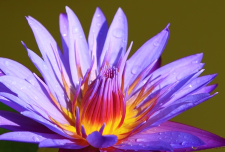 Beautiful violet lotus blossomingの写真素材