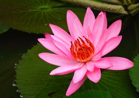 Pink lotus flower blossomingの写真素材