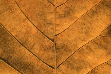Dry leaves texturedの写真素材