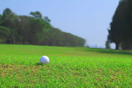 Golf ball on green grassの写真素材