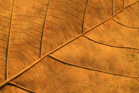 Dry leaves textured