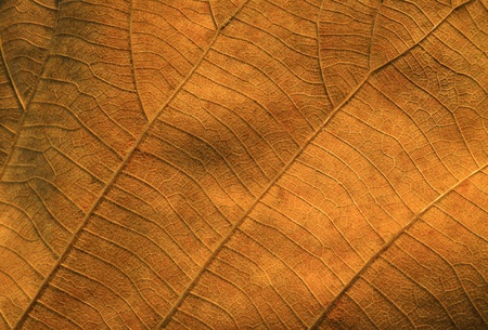 Dry leaves texturedの写真素材
