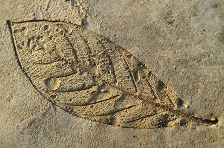 The Imprint a leaves on cement floorの写真素材
