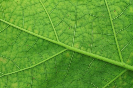 Green leavesの写真素材