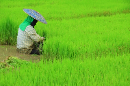 Farmer are planting rice in rice farmの写真素材