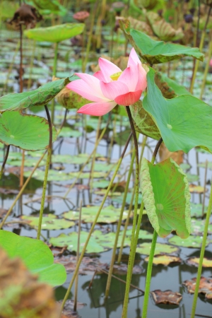 Pink lotus flower blossomの写真素材