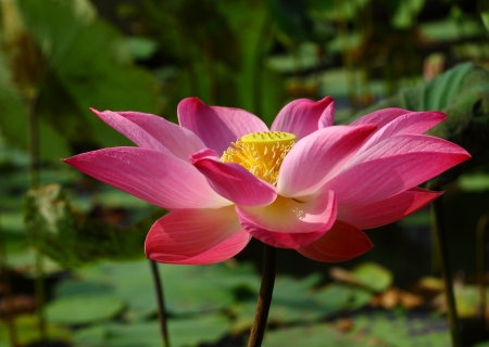 Beautiful pink lotus flowerの写真素材