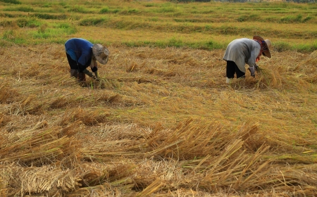 Farmers harvesting riceの写真素材