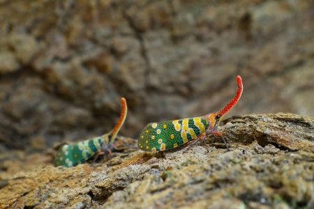Lanternfly colorful insect ,Asian Thailandの写真素材