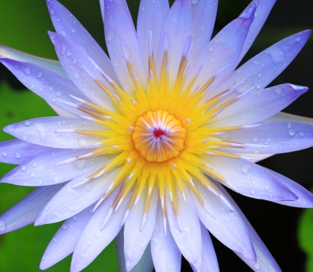 Blue water lilyの写真素材