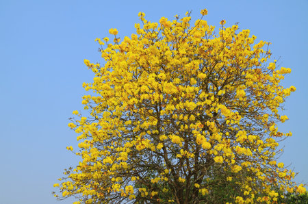 Spring flowers