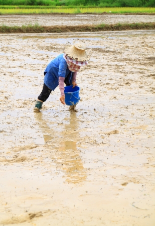 Farmer sowing rice seedの写真素材
