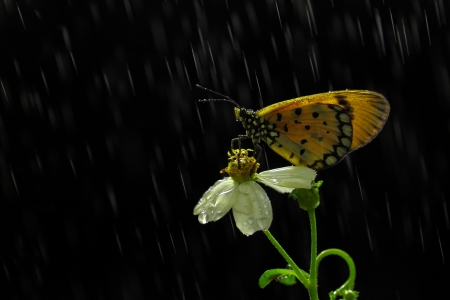 Butterfly in the rainの写真素材
