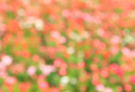 Blurred backgroundの写真素材