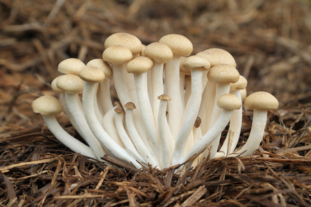 Hon-shimeji mushroomの写真素材