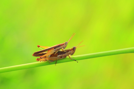 Grasshopper matingの写真素材