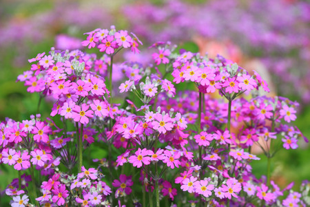 Violet flowersの写真素材