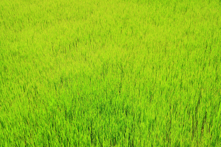 Fresh green grassの写真素材