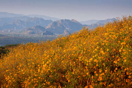 Beautiful mexican sunflower field bloomingの写真素材