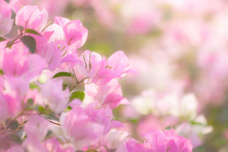 Pink bougainvillea flowers blooming with blurred backgroundの写真素材