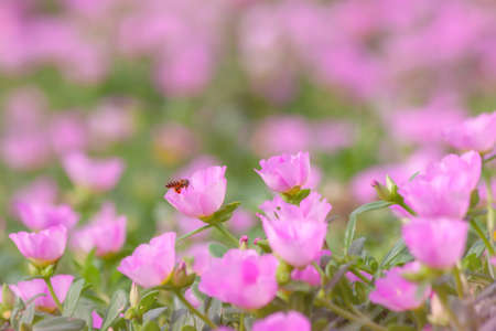 Pink flowers blooming in spring timeの写真素材