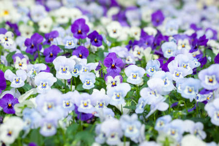 Purple and white pansy flowersの写真素材