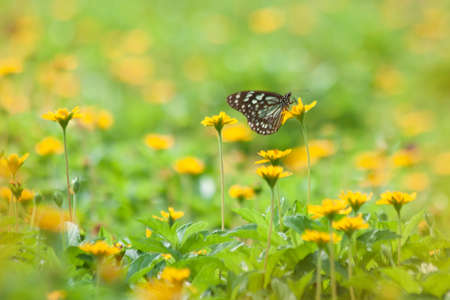 Yellow flowers blooming with butterflyの写真素材