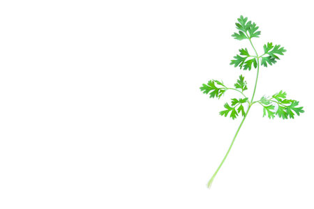 Fresh parsley isolated on white background, top view. Vector illustration.