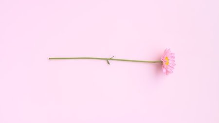 Pink Chrysanthemum Flower on pink background, Close-upの写真素材