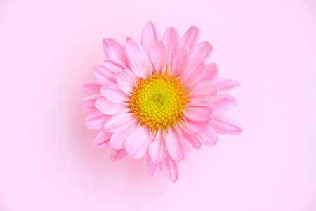 Pink Chrysanthemum Flower on pink background, Top view, Close-up