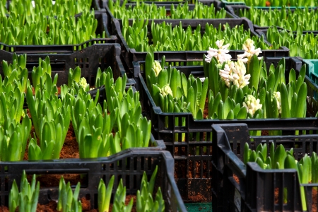 Hyazinthe Budの写真素材