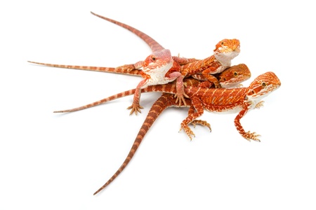 Baby Bearded Dragonの写真素材