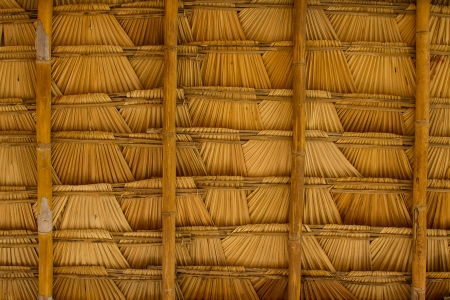 Sugar palm leafの写真素材