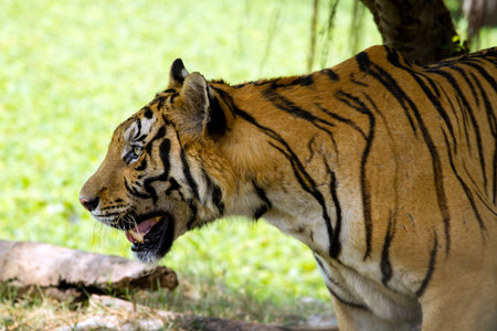 Bengal tiger in the zoo 