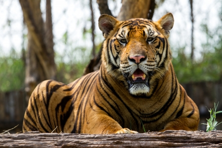 Bengal tiger in the zoo の写真素材