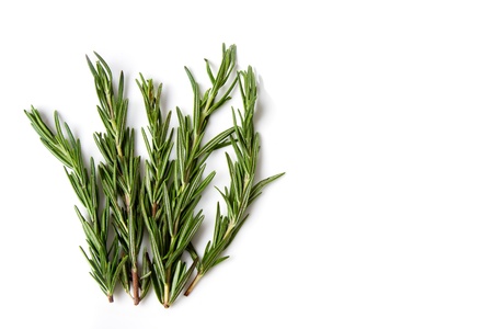 Twig of rosemary on a white background.の写真素材