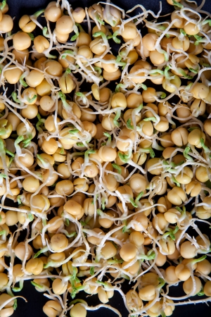 Pea sproutsの写真素材