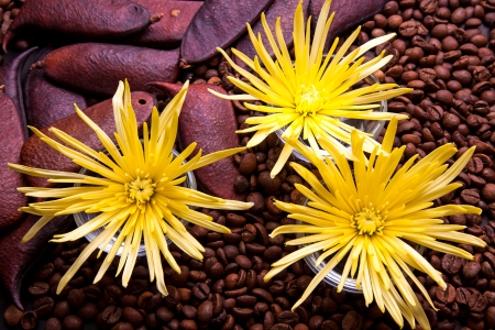 Spider Chrysanthemum Flower Arrangement for beauty treatment in spa.の写真素材