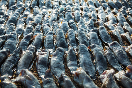 Fish dry in sunlight,の写真素材