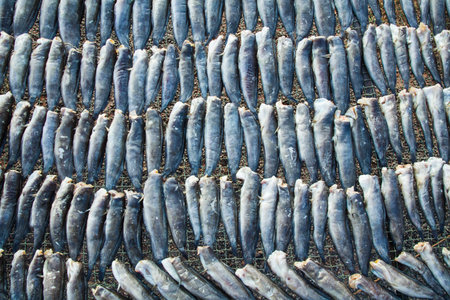 Fish dry in sunlight,