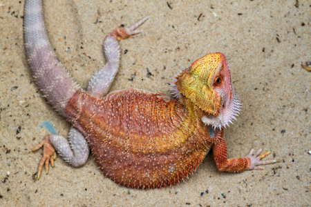 Baby Bearded Dragon slough off.