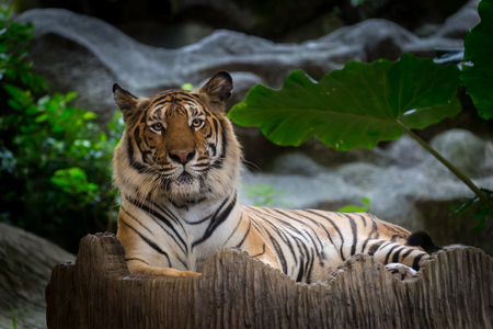 Bengal Tiger lay down on the rock.の写真素材